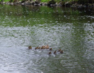 Ducklings